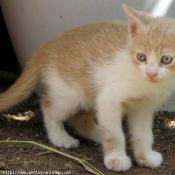 Photo de Chat domestique