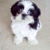 Photo de Shih tzu