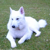 Photo de Berger blanc suisse