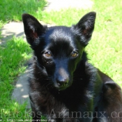 Photo de Schipperke