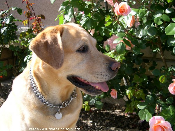 Photo de Labrador retriever