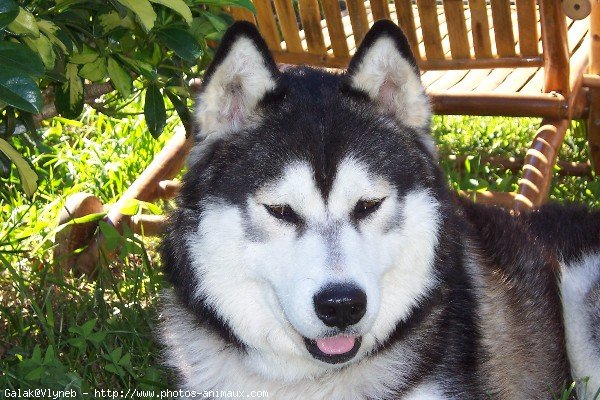 Photo de Husky siberien