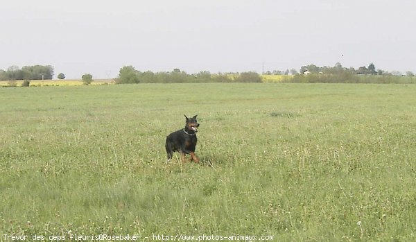 Photo de Dobermann