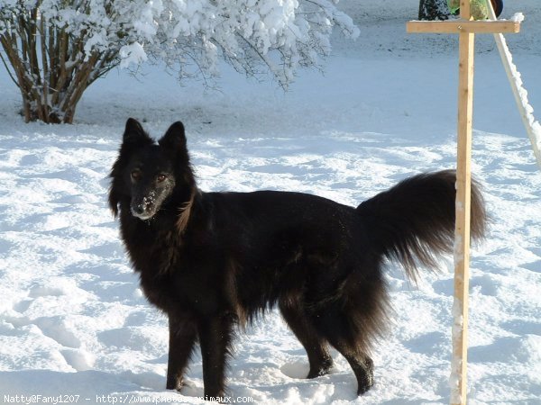 Photo de Berger belge groenendael