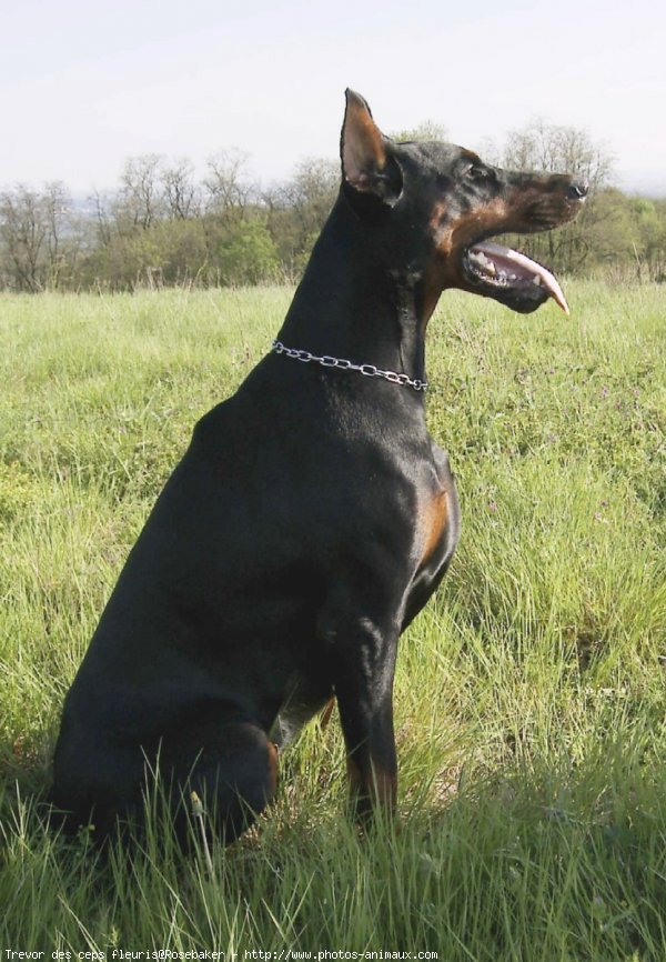 Photo de Dobermann