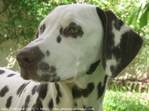 Photo de Dalmatien