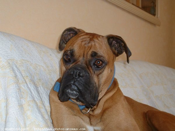 Photo de Boxer