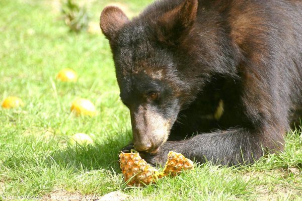 Photo d'Ours