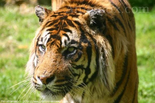 Photo de Tigre