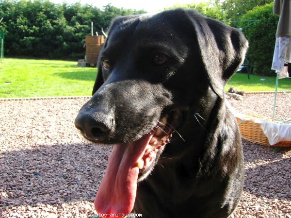 Photo de Labrador retriever