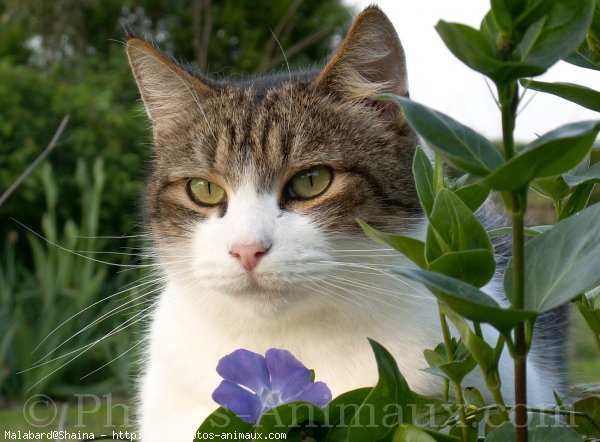 Photo de Chat domestique