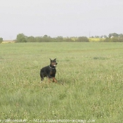 Photo de Dobermann