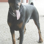 Photo de Dobermann