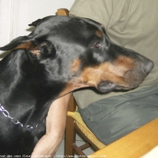 Photo de Dobermann