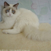 Photo de Ragdoll