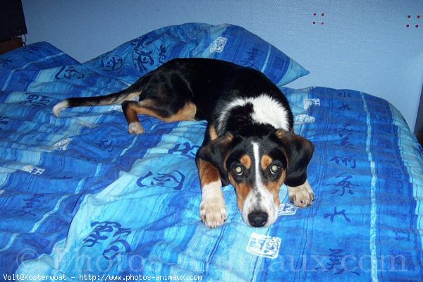 Photo de Bouvier de l'entlebuch