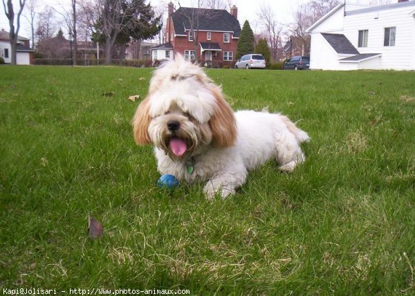 Photo de Lhassa apso