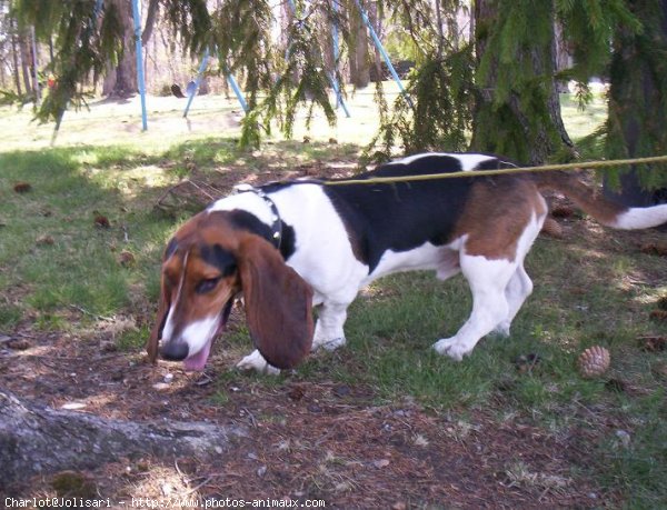 Photo de Basset hound