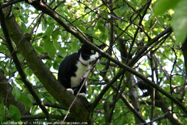 Photo de Chat domestique