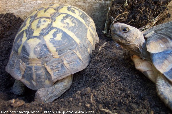 Photo de Tortue