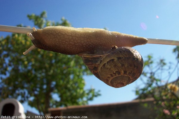 Photo d'Escargot