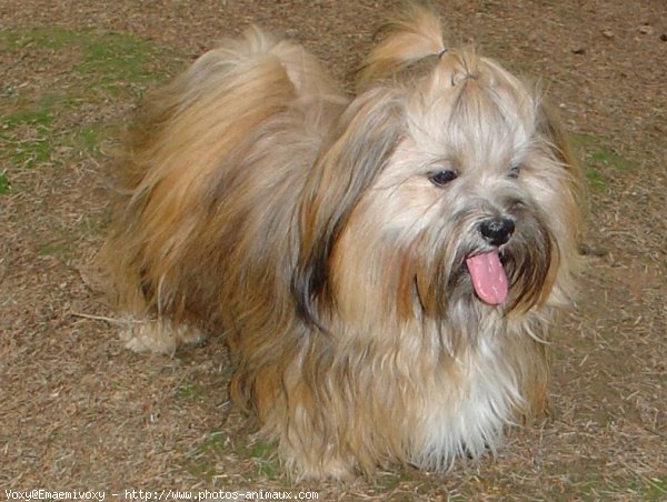 Photo de Lhassa apso