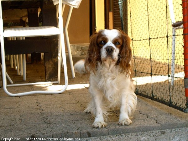 Photo de Cavalier king charles spaniel