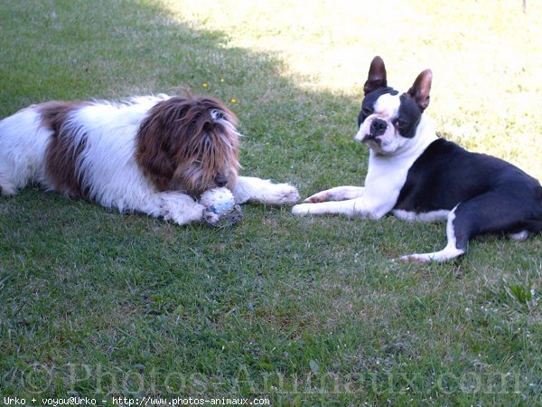 Photo de Boston terrier