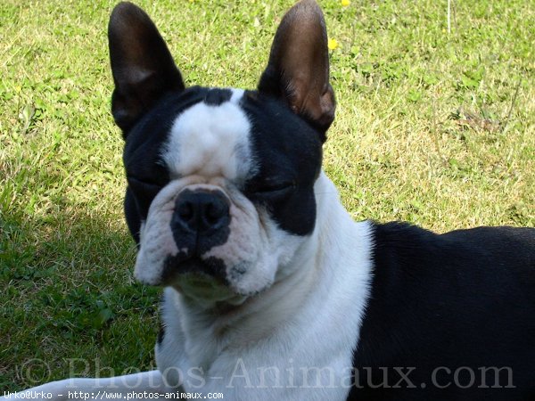 Photo de Boston terrier