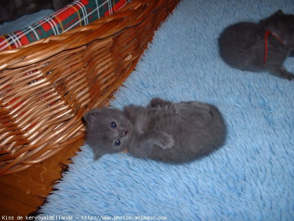 Photo de Chartreux