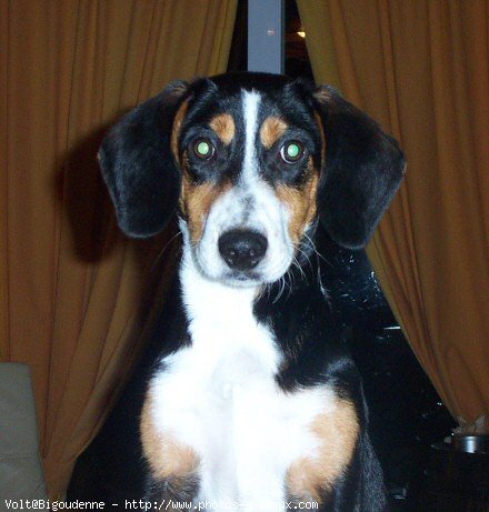 Photo de Bouvier de l'entlebuch