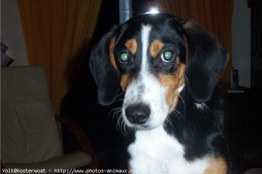 Photo de Bouvier de l'entlebuch