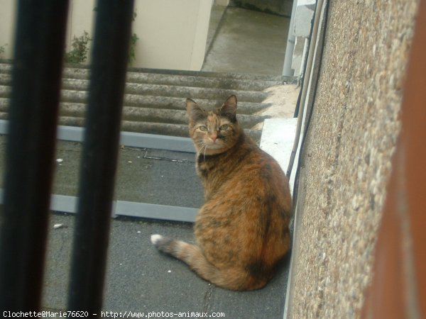 Photo de Chat domestique