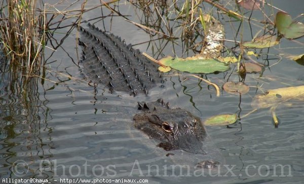 Photo de Crocodile