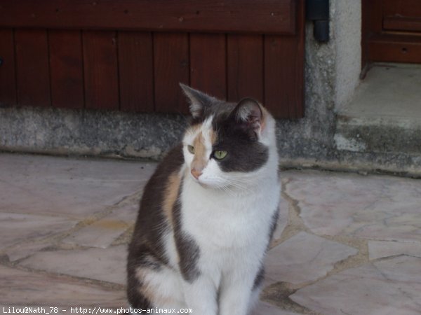 Photo de Chat domestique