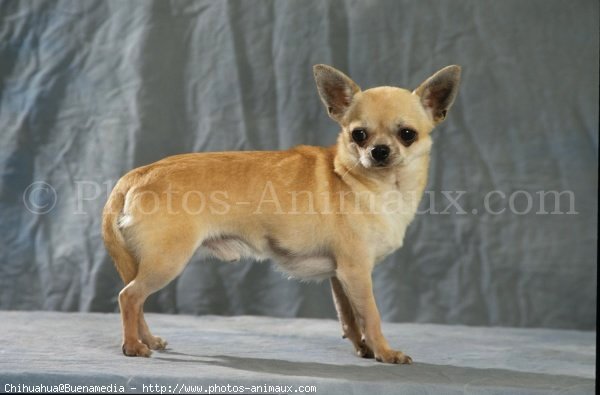 Photo de Chihuahua  poil court