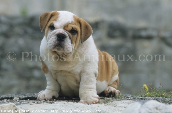 Photo de Bulldog