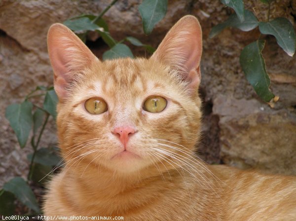 Photo de Chat domestique