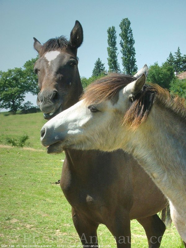 Photo de Races diffrentes