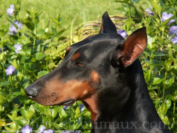 Photo de Dobermann