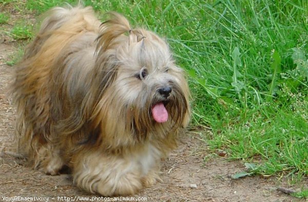 Photo de Lhassa apso