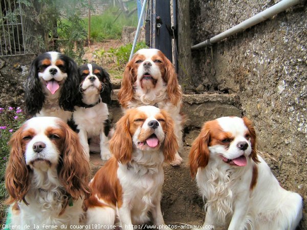 Photo de Cavalier king charles spaniel