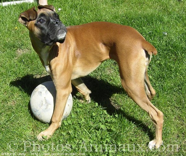 Photo de Boxer