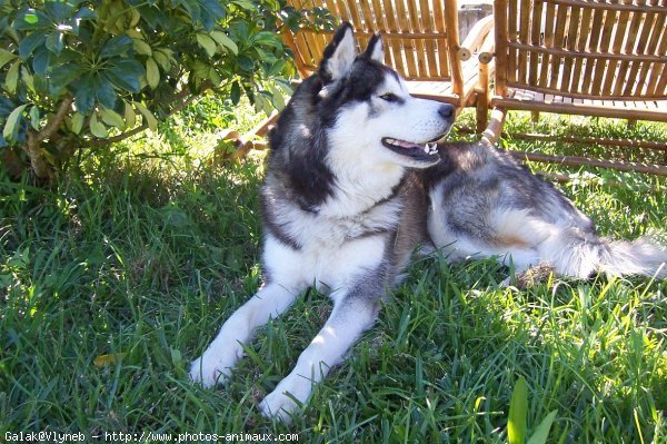 Photo de Husky siberien