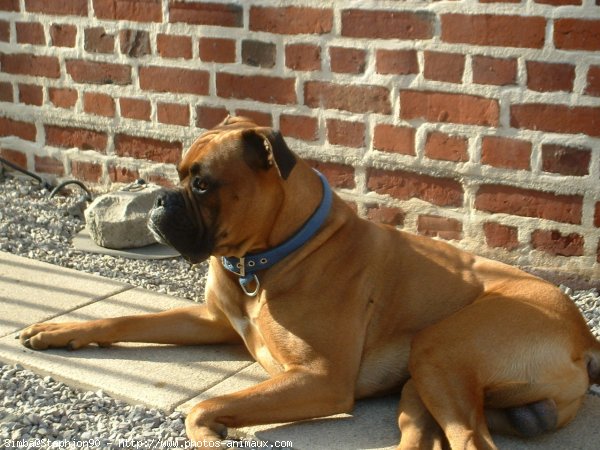 Photo de Boxer