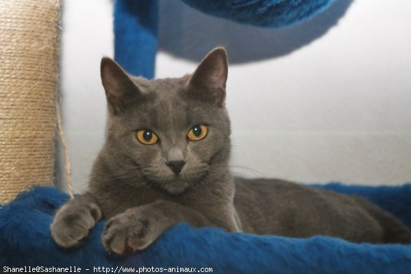 Photo de Chartreux