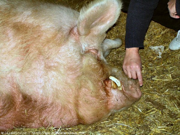 Photo de Cochon