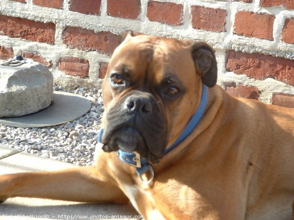 Photo de Boxer