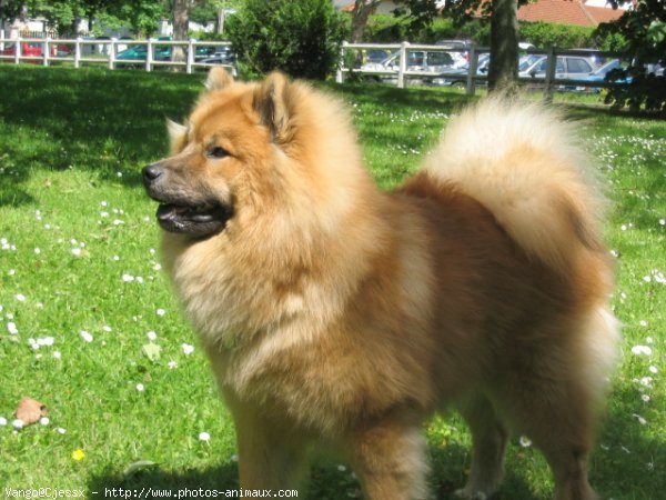 Photo d'Eurasier