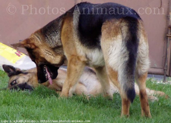 Photo de Berger allemand  poil court